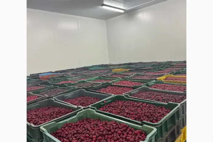 Продам вишню охолоджену крупним оптом (з холодильника- фото № 6
