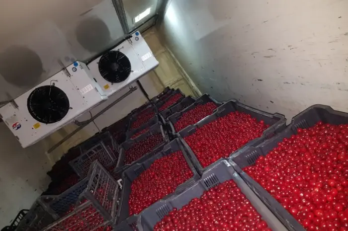 Продам ВИШНИ- фото № 1