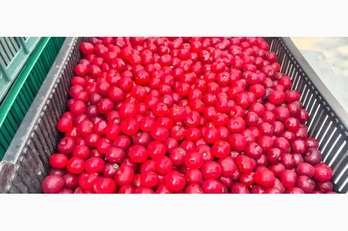 Продам ВИШНИ- фото № 11