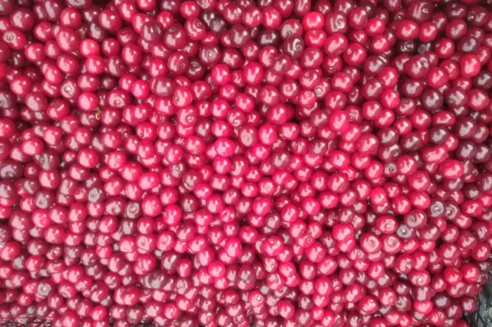 Продам ВИШНИ- фото № 5