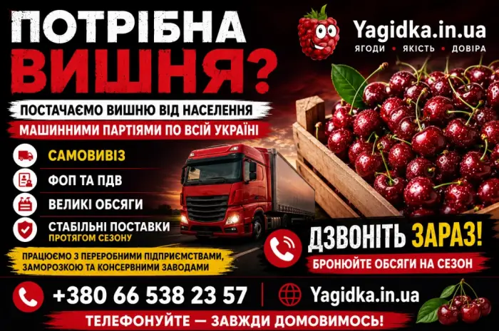Продам Вишню- фото № 1
