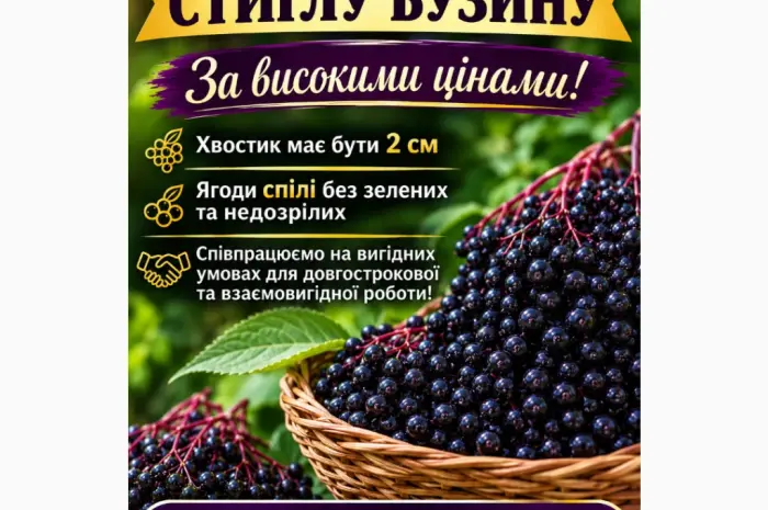 Закуповуємо спілі ягоди бузини.Запрошуємо до співпраці- фото № 1