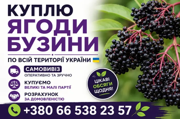 Купуємо Бузину- фото № 1