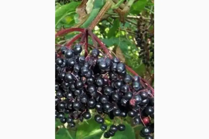 Сушену ягоду бузини купуемо.Найкраща ціна- фото № 1