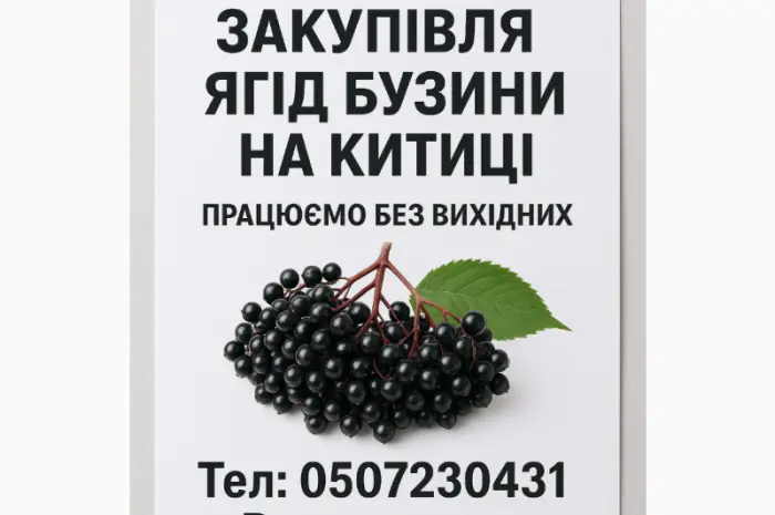 Закупівля бузини- фото № 1