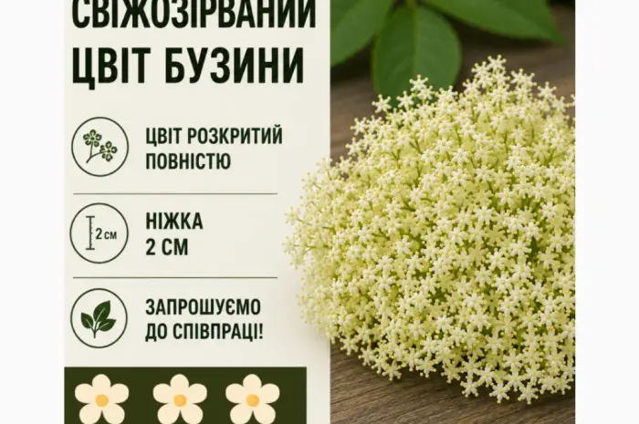 Закуповуємо свіжозірваний цвіт бузини запрошуємо до співпраці- фото № 1