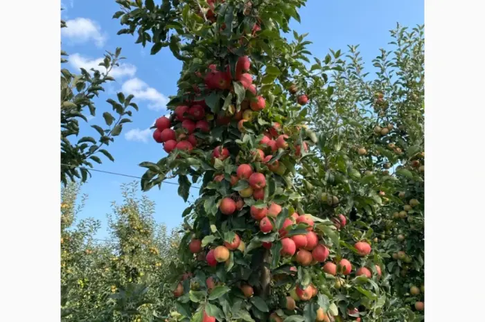 Продам Яблука сорту Гала опт та дрібний опт від 100кг- фото № 1