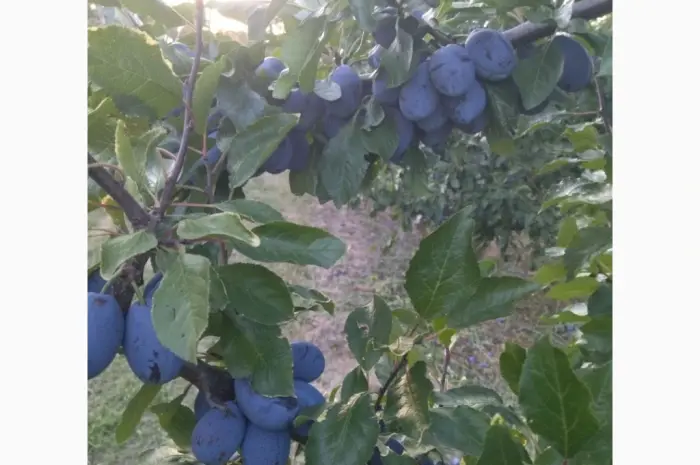 Продам сливу стенлей- фото № 1