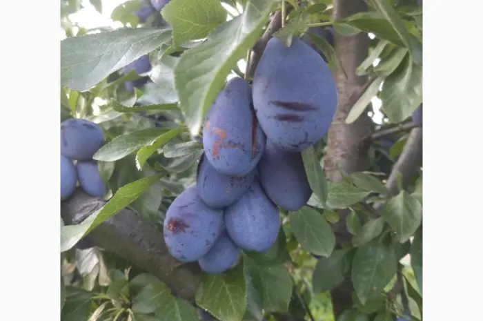 Продам сливу стенлей- фото № 2