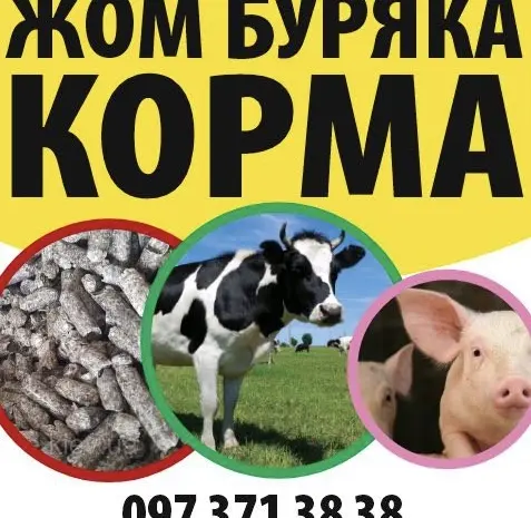 Продам жом буряка гранула/стружка- фото № 2
