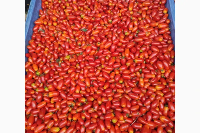 Продам коктейльный помидор- фото № 1