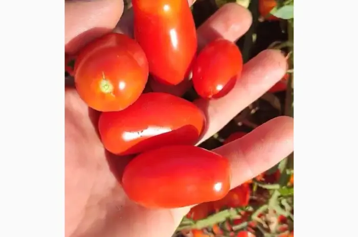 Продам коктейльный помидор- фото № 2
