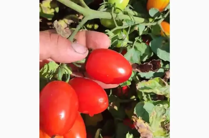 Продам коктейльный помидор- фото № 3