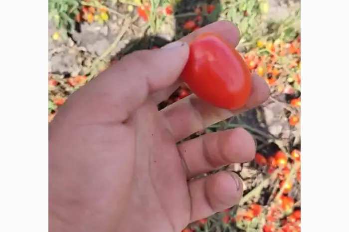 Продам коктейльный помидор- фото № 4