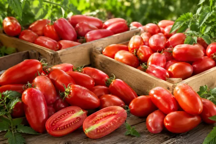 Продам помідори-сливки Брісколіно від виробника - 20 грн/кг- фото № 1