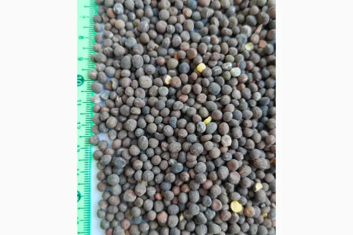 Продам вику озиму (горошок паннонський)- фото № 1