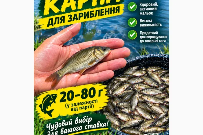 Продаж зарибка коропа- фото № 1