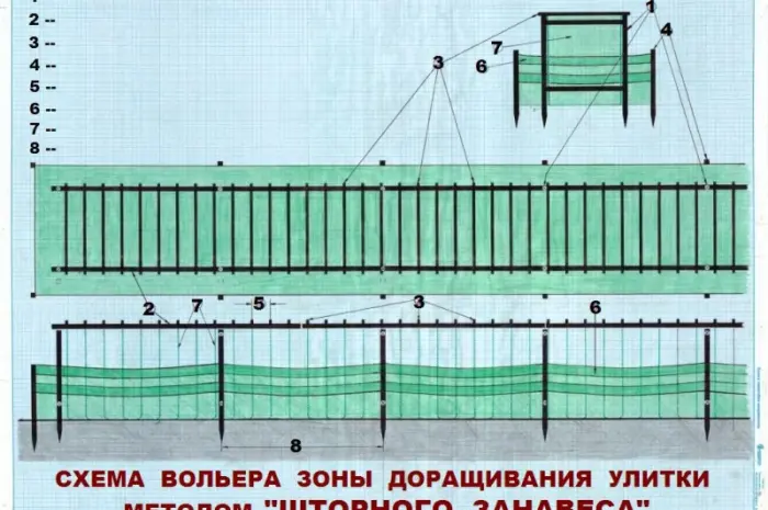 Улиточная ферма разведения виноградной улитки. Технология- фото № 5