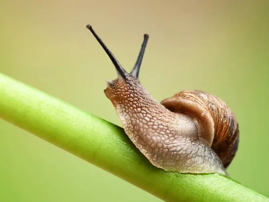 Куплю дикий виноградний равлик HELIX POMATIA- фото № 4