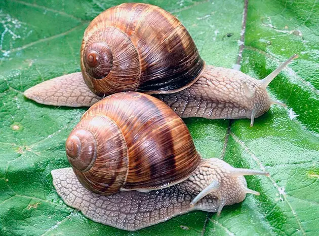 КУПУЄМО виноградного РАВЛИКА (Helix Pomatia) - по всій Україні - 2024- фото № 1