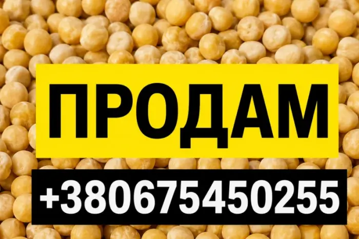 Продам горох жовтий- фото № 1