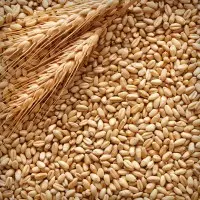 Закуповуємо відходи сільськогосподарських культур- фото № 1