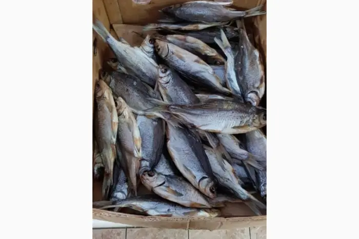 Продам тарань вяленную 125грн/кг. 130грн/кг. 170грн/кг. Опт- фото № 3