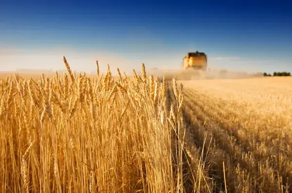 Постійно закуповуємо зерновідходи та некондиційну продукцію- фото № 1