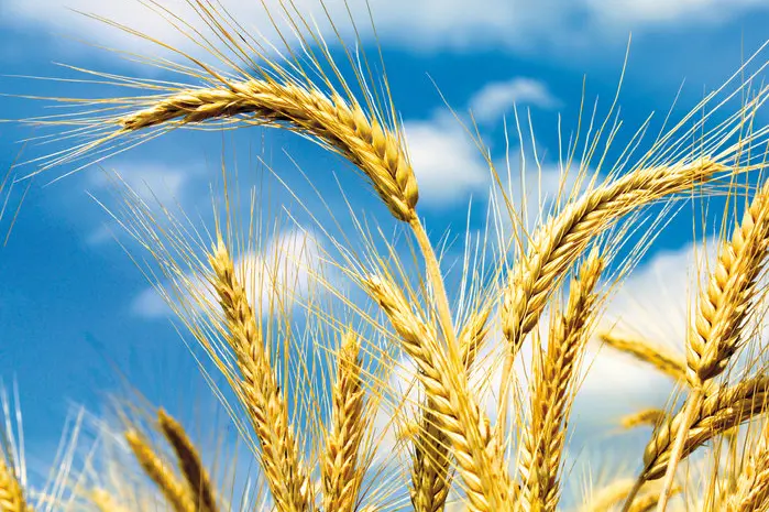 Пропонуємо портії зерна на умовах FCA або DDP///We offer grain portions on FCA or DDP term- фото № 1