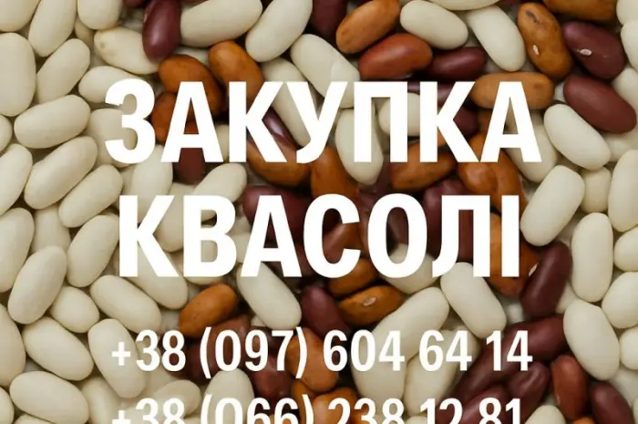 Закупівля квасолі оптовими партіями- фото № 1