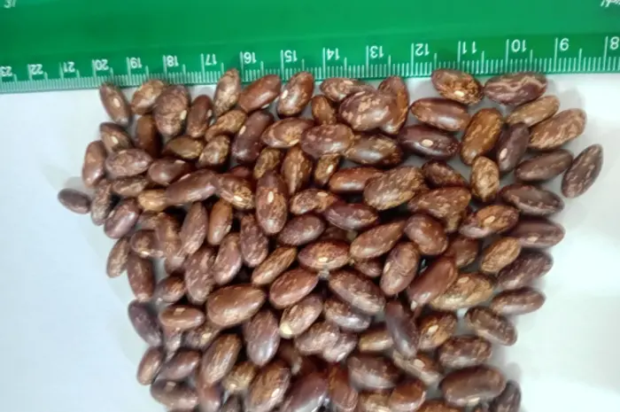 Продам квасолю харчового призначення- фото № 1