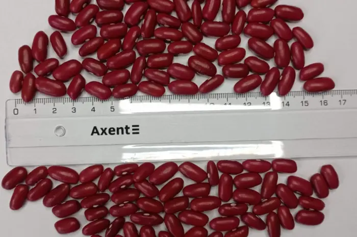 Продається посівний матеріал Квасолі Ред Кідні (Red Kidney Bean)- фото № 1