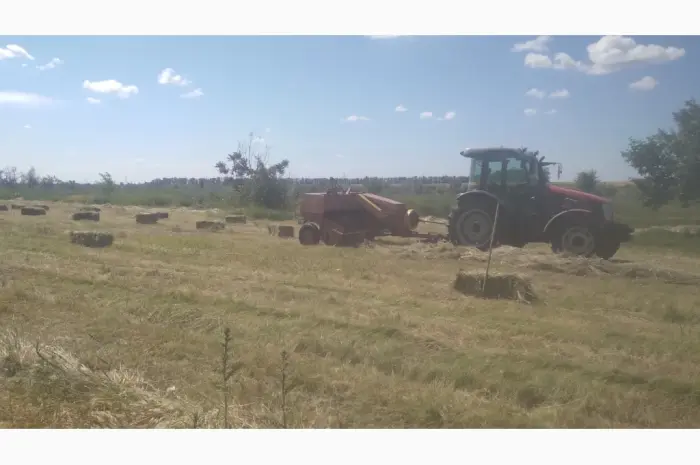 Продам сіно суданки- фото № 1