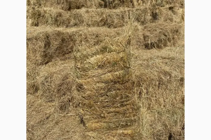 Продам сено в тюках- фото № 2