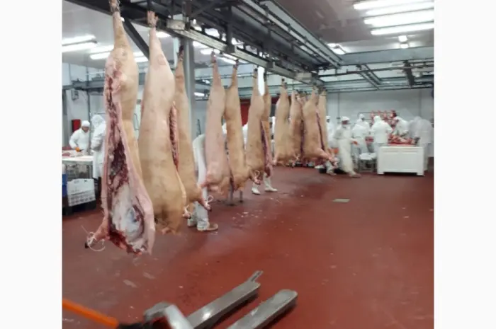 Субпродукты свиные глубокой заморозки- фото № 2