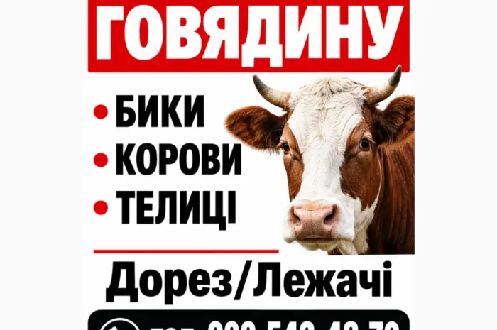 Куплю Говядину- фото № 1