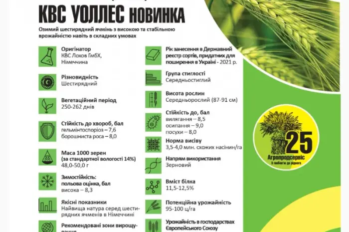 Продам семена озимого Ячменя сорт КВС УОЛЛЕС- фото № 1