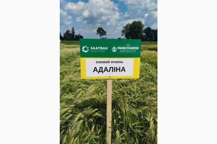 Озимый ячмень Адалина- фото № 1