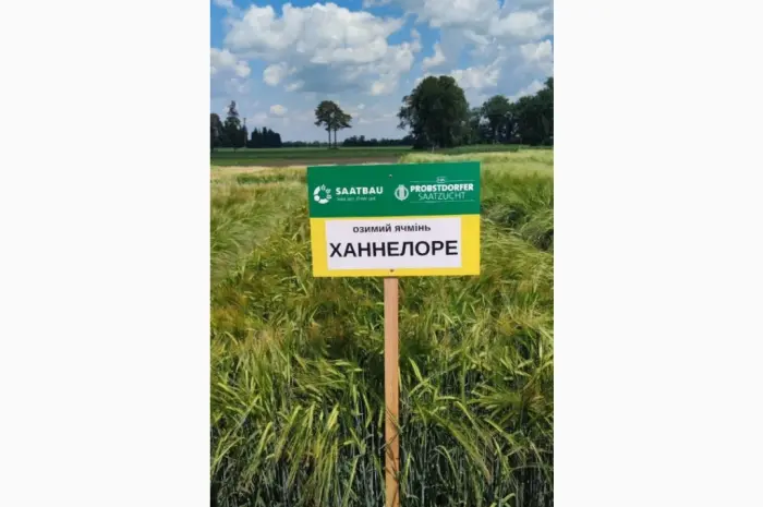 Озимий ячмінь Ханнелоре- фото № 1