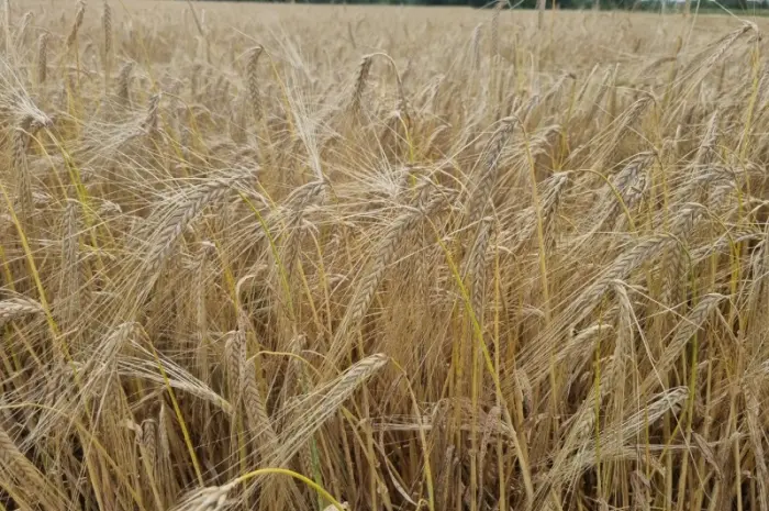 Продам насіння озимого ячменю ХАННЕЛОРЕ- фото № 1