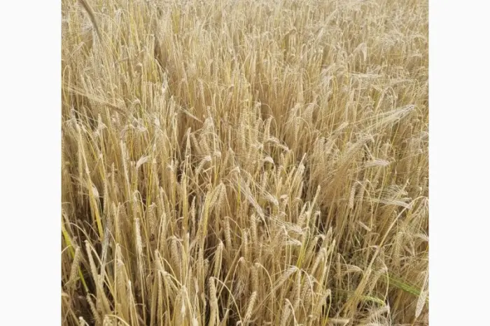 Продам насіння озимого ячменю ХАННЕЛОРЕ- фото № 2