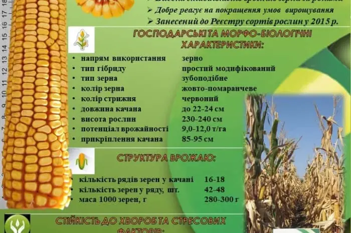 Насіння кукурудзи ДБ Хотин ФАО 280. ВІД ВИРОБНИКА.- фото № 2