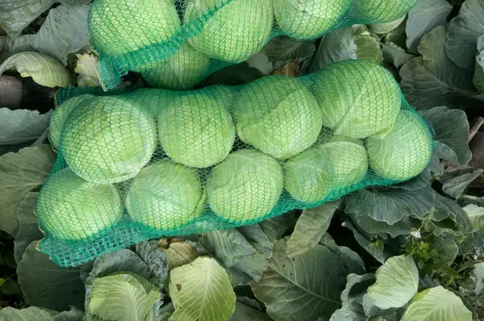 Продам пізню капусту є обєм Вінниця- фото № 1