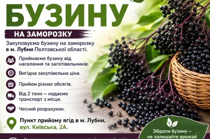Закуповуємо бузину на заморозку- фото № 1