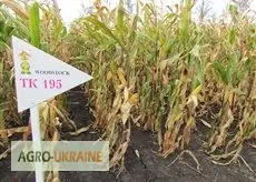 Семена кукурузи венгерської Вудсток Гибрид ГС 240 - ФАО 230- фото № 2