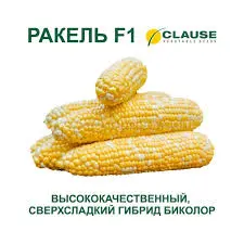 Сладкая кукуруза в початках Ракель биколор- фото № 2