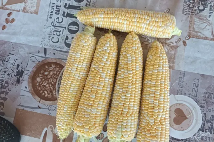 Продам сахарная кукуруза Ракель- фото № 1
