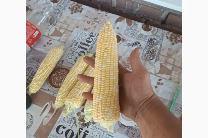 Продам сахарная кукуруза Ракель- фото № 2