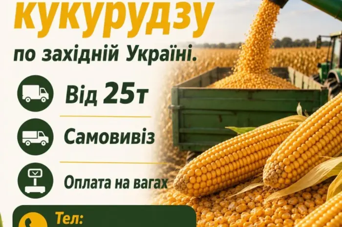 Куплю кукурудзу на постійній основі- фото № 1