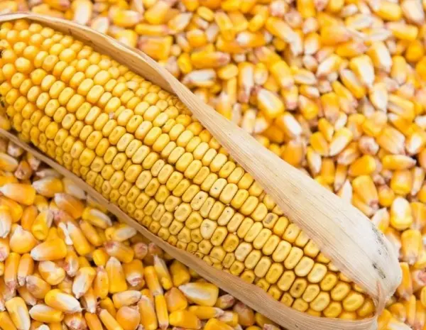 Продам кукурузу 50т со склада за наличные- фото № 1